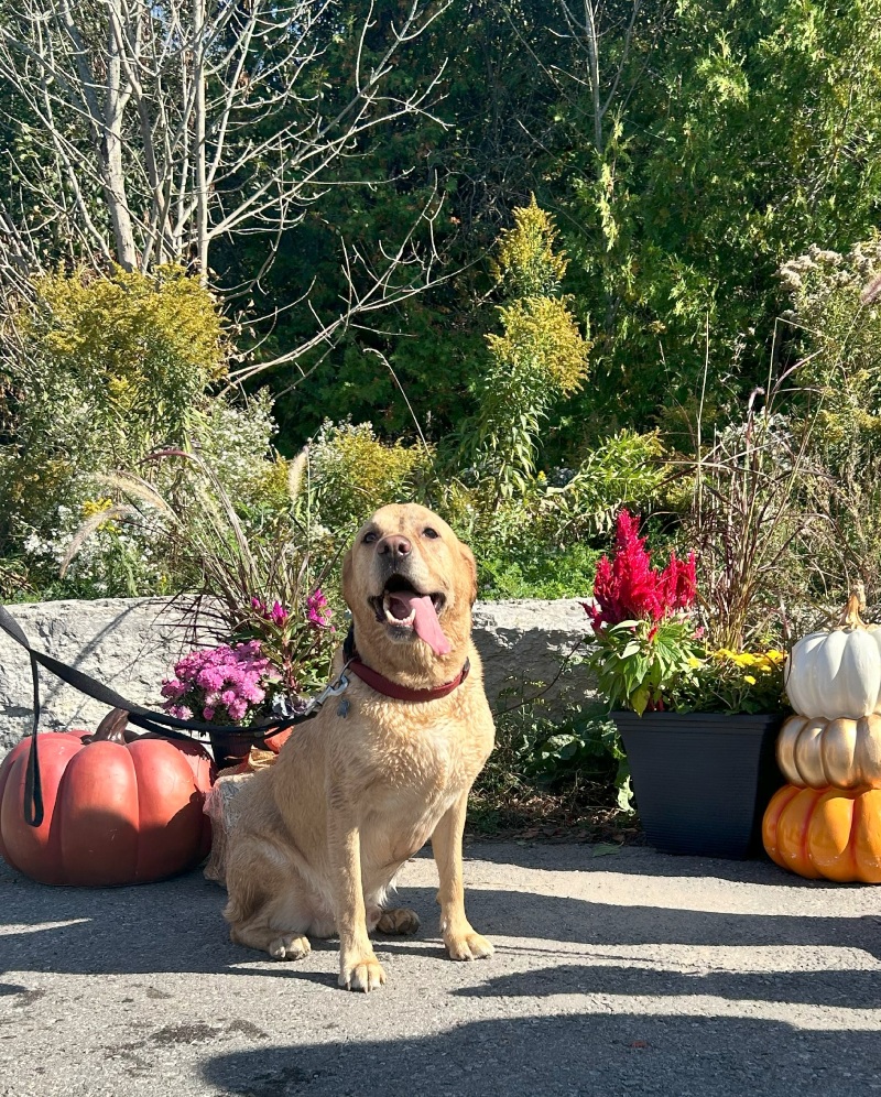 Paws in the Park