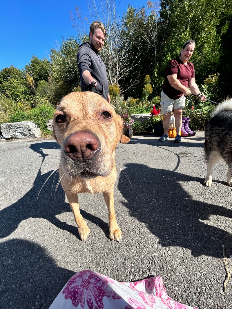 Paws in the Park