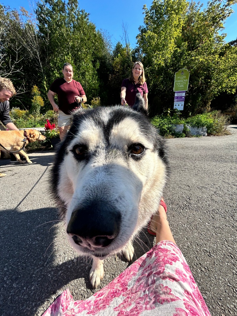 Paws in the Park