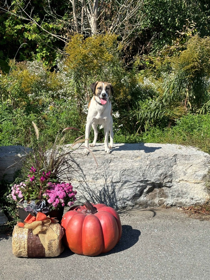 Paws in the Park