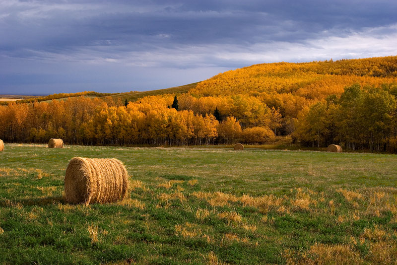 Millarville - Deep Roots